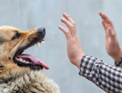 Apakah Setelah Digigit Anjing Harus Segera Suntik Rabies?