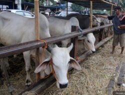 Sapi-sapi dengan Harga Termahal di Indonesia