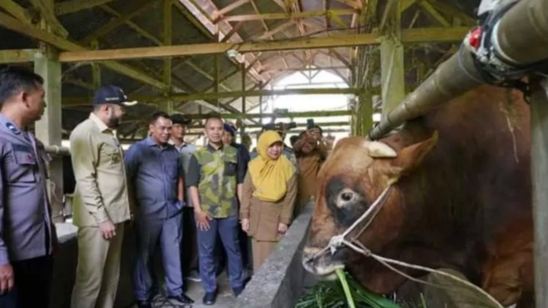 Sapi kurban