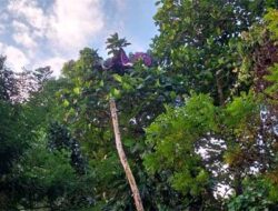 Tim SAR Gabungan Evakuasi Atlet Paralayang Tersangkut di Pohon