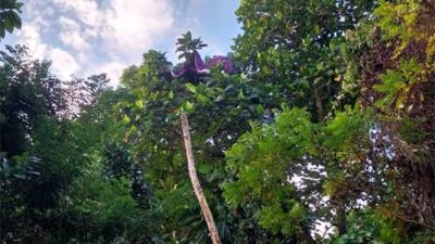 Tim SAR Gabungan Evakuasi Atlet Paralayang Tersangkut di Pohon