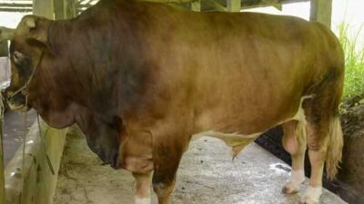 Wow… Sapi Berat 1 Ton Lebih Asal Padang Panjang Jadi Hewan Kurban Presiden Jokowi di Sumbar