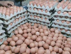 Harga Telur Ayam Ras Turun, Jagung Murah Berdampak Positif