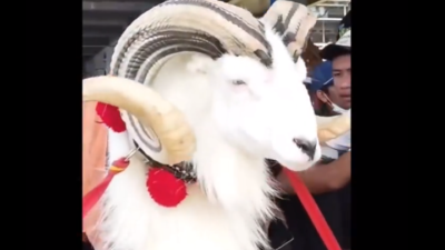 Domba Garut Seharga Rp400 Juta