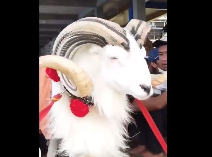 Domba Garut Seharga Rp400 Juta