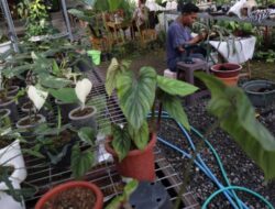 Tanaman Hias di Rumah Bisa Membersihkan Udara dan Meningkatkan Kesehatan