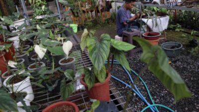 Tanaman Hias di Rumah Bisa Membersihkan Udara