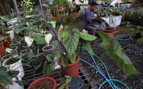 Tanaman Hias di Rumah Bisa Membersihkan Udara