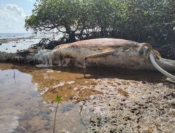 Bangkai Ikan Paus Terdampar di Rawa Bakau Pinggir Pantai Sumenep