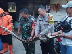 Ular Sanca Hebohkan Warga Gunungguruh Sukabumi, Mangsa 5 Ekor Ternak