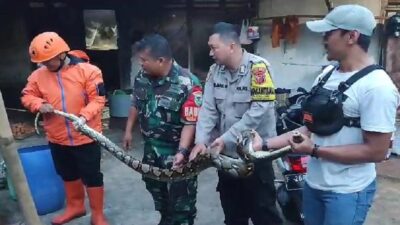 Ular Sanca Hebohkan Warga Gunungguruh Sukabumi, Mangsa 5 Ekor Ternak