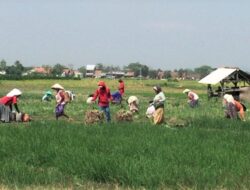 Wakil Menteri Perdagangan, Jerry Sambuaga, Sambut Positif Kebijakan Relaksasi untuk Genjot Ekspor Produk Pertanian dan Kehutanan