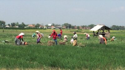 Wakil Menteri Perdagangan, Jerry Sambuaga, Sambut Positif Kebijakan Relaksasi untuk Genjot Ekspor Produk Pertanian dan Kehutanan