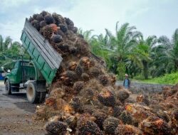 Akselerasi Peremajaan Sawit Rakyat, Langkah Kementan dan PTPN