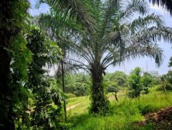 Erick Thohir, Ekosistem Hilirisasi Sawit Bangun Ekonomi Kerakyatan