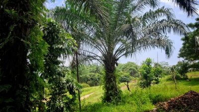 Erick Thohir Dorong Hilirisasi Sawit.