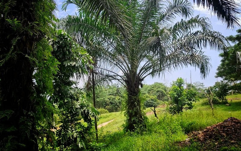 Erick Thohir Dorong Hilirisasi Sawit.