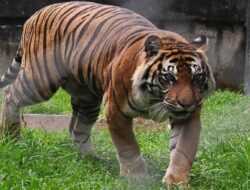 Sumatera Terjebak di Area Bendungan, Warga Diberi Peringatan