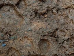 Penemuan Harimau Sumatra di PLTMH Pasaman Barat, BKSDA Berhasil Mengarahkan Kembali ke Habitatnya