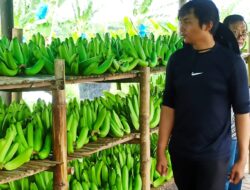 Perjuangan Petani Pisang Cavendish, Dari Tantangan Modal hingga Sukses Ekonomi
