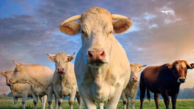 Akselerasi Vaksinasi PMK Sasar Delapan Kabupaten Ternak Indonesia