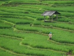 Langkah Cegah Dampak El Nino, Kabupaten Solok Perluas Lahan Tanam Padi