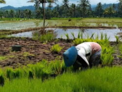 Peningkatan Kesejahteraan Petani, Harga Gabah di Pesisir Selatan Sumbar Melonjak