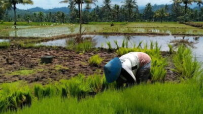 Peningkatan Kesejahteraan Petani, Harga Gabah di Pesisir Selatan Sumbar Melonjak