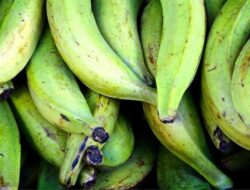 Studi Ungkap, Pisang Hijau Berpotensi Menurunkan Kadar Gula Darah, Ini Alasannya