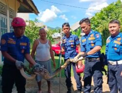 Evakuasi Ular Piton dari Kandang Ayam, Padang Berjaga