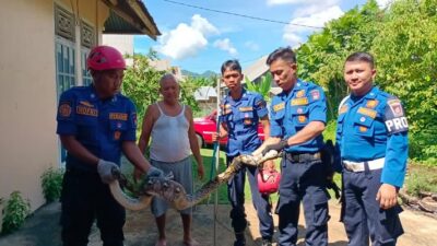 Evakuasi Ular Piton dari Kandang Ayam, Padang Berjaga