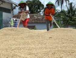 Perum Bulog Ikuti Aturan Baru, Harga Pembelian Gabah dan Beras Naik Mulai April