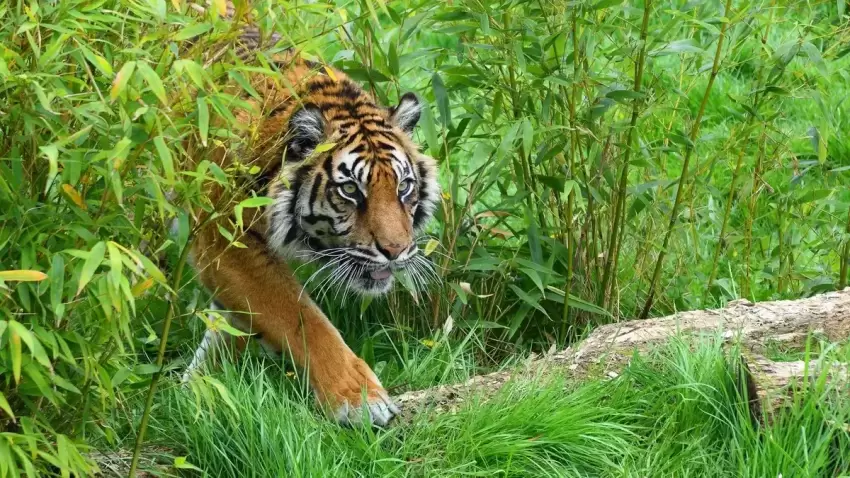 Harimau