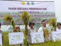 Pengembangan Benih Biosalin di Banten, Upaya Percepat Swasembada Pangan