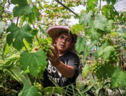 Solusi Lahan Terbatas, Cara Menanam Buah dalam Pot dengan Metode Tabulampot