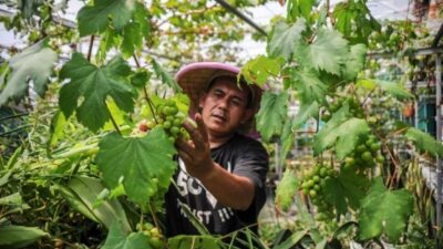 Cara budidaya buah di lahan sempit.