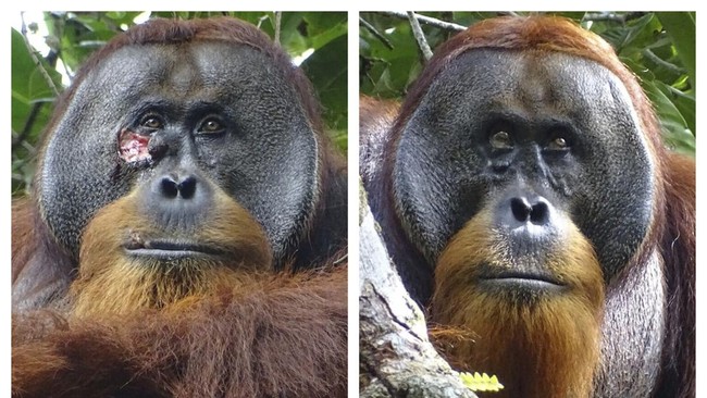 Orang Utan Sumatera