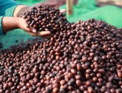 Kopi Sumatera Selatan, Potensi Mendunia dari Tanah Kopi Terbesar