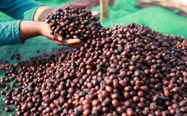 Menuju Kejayaan Kopi Sumsel