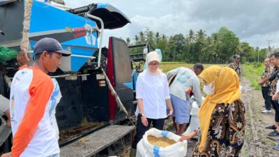 Bulog Serap Gabah Petani.