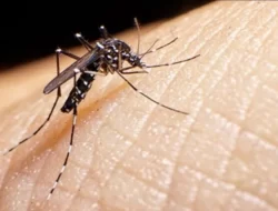 Dinkes Padang, Penurunan Kasus DBD Tandai Kesadaran Lingkungan yang Meningkat