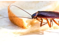 Bahaya Kecoa di Dapur, Langkah Pencegahan yang Perlu Dilakukan