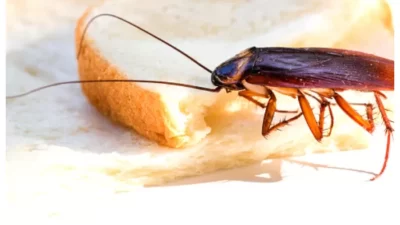 Bahaya Kecoa di Dapur, Langkah Pencegahan yang Perlu Dilakukan