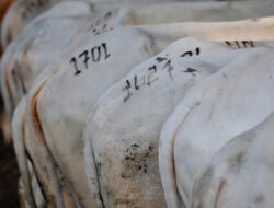 Peternak Ingatkan Pentingnya Perhatikan Kesehatan Hewan Kurban