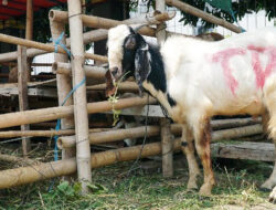 Hukum Menyembelih Hewan Kurban Bagi Perempuan
