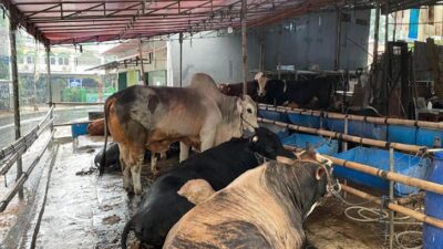 Hewan Kurban 2024, Stagnasi Harga Meski Penjualan Menurun