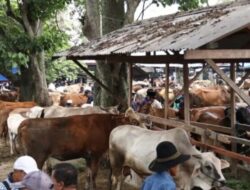 Warga Tanah Datar Siap Berkurban di Idul Adha