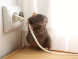 Tikus dan Curut, Ancaman Kesehatan dan Kerusakan Rumah