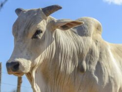 Sapi Viatina-19, Hasil Pembiakan Sukses Brasil