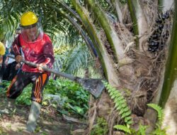 Presiden Jokowi Minta Norwegia Hentikan Diskriminasi Sawit dalam Pertemuan di Istana